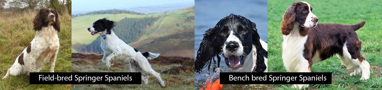 Difference between Field and Bench bred Springer Spaniels