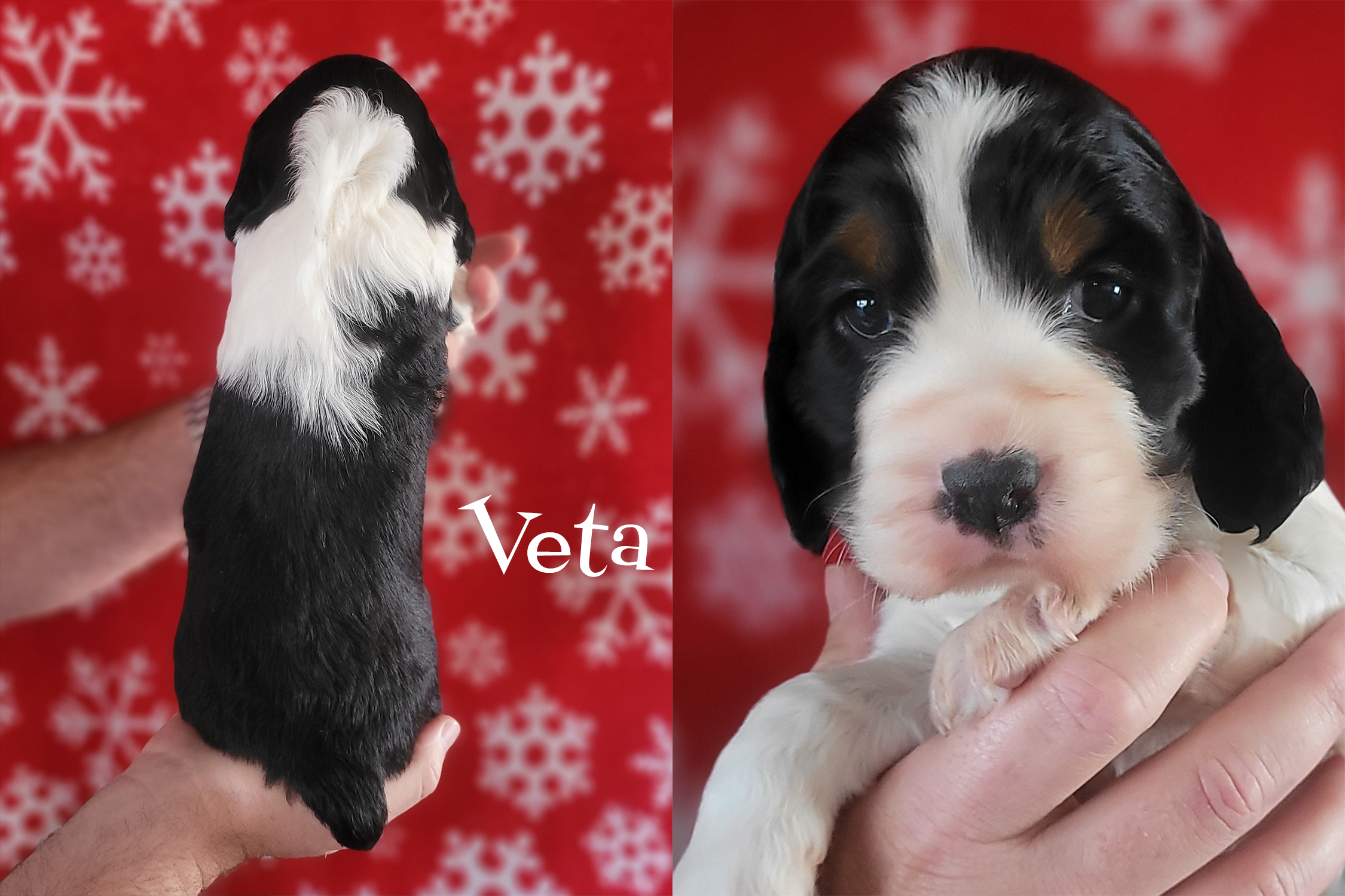 01 Veta_4weeks