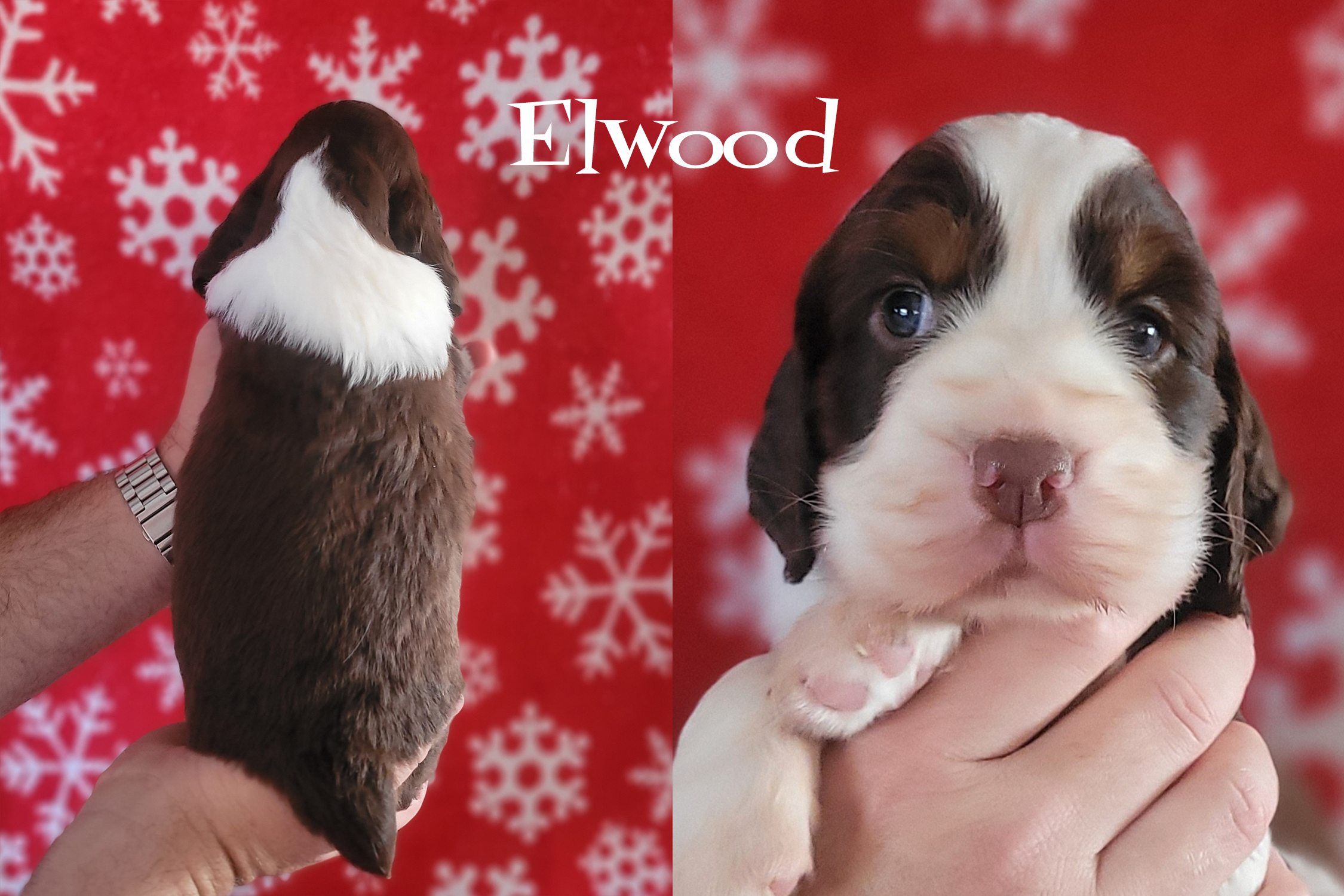 02 Elwood_4weeks