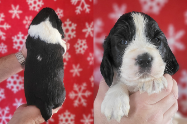 Toby B/W MALE