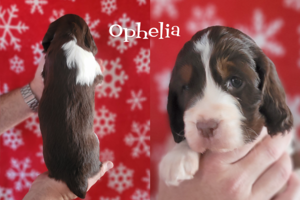 Ophelia L/W FEMALE