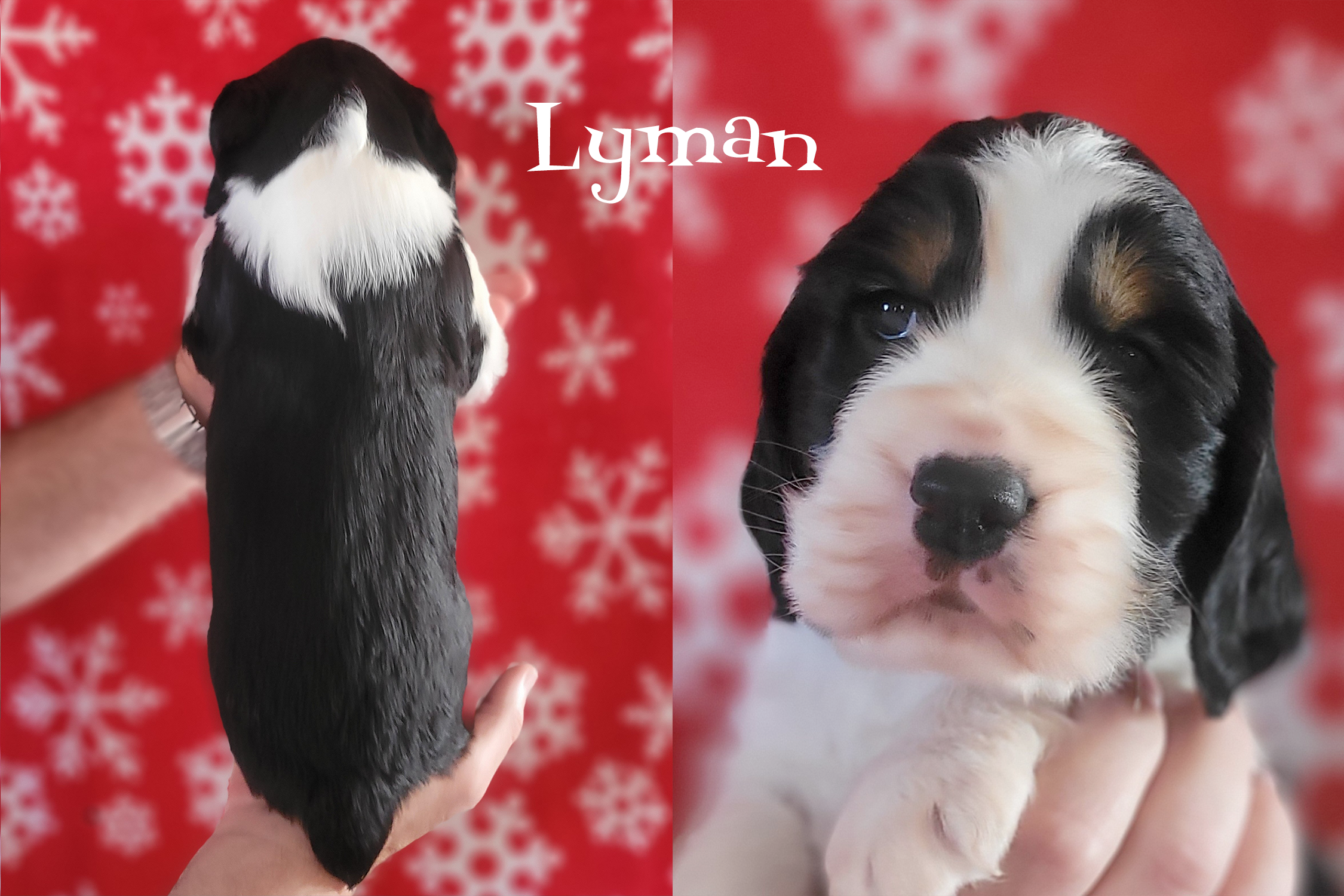 04 Lyman_4weeks