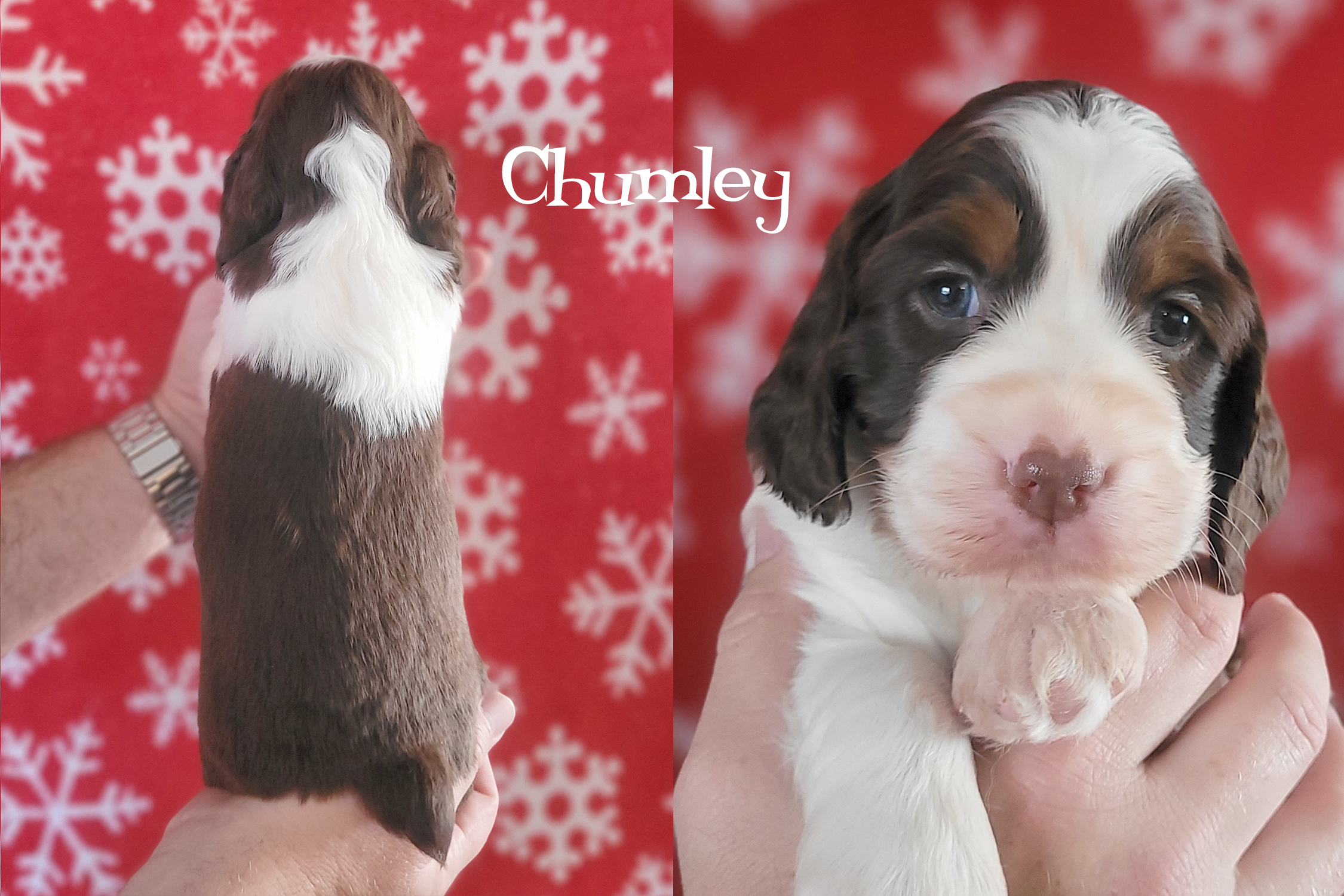 05 Chumley_4weeks