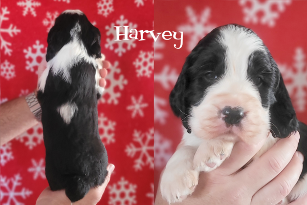 Harvey B/W MALE